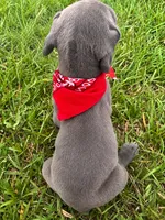 Sampson, a male Great Dane for sale in Dodge, TX – 5 of 9