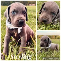 Sterling , a male Great Dane for sale in Dodge, TX – 6 of 10