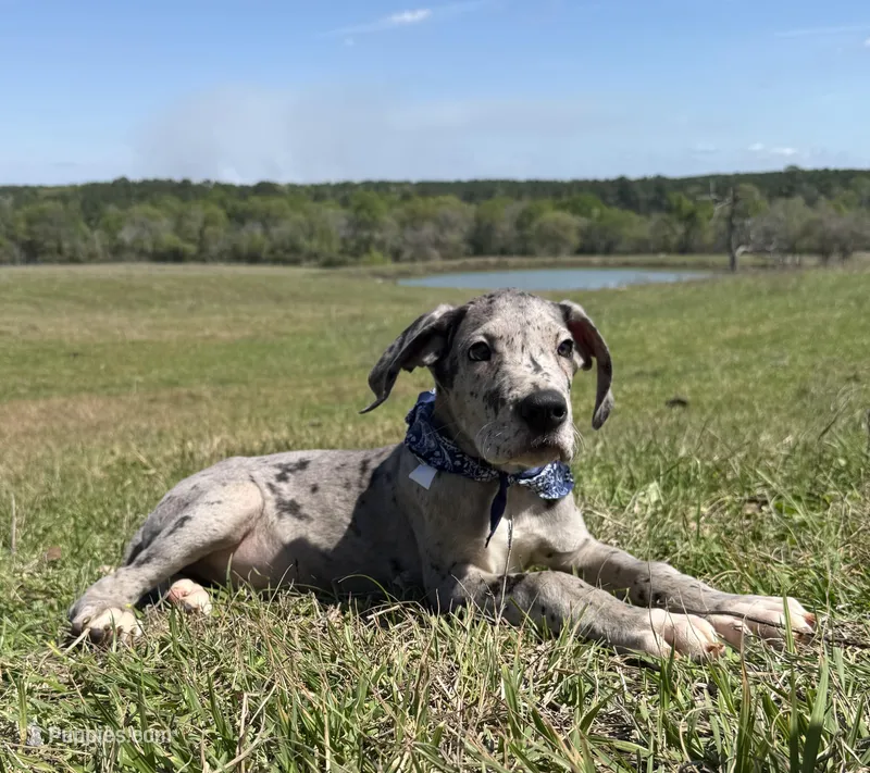 Euro Willis – Great Dane puppy for sale in Dodge, TX