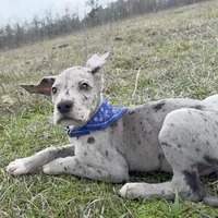 Euro Willis, a male Great Dane for sale in Dodge, TX – Photo 2 of 6