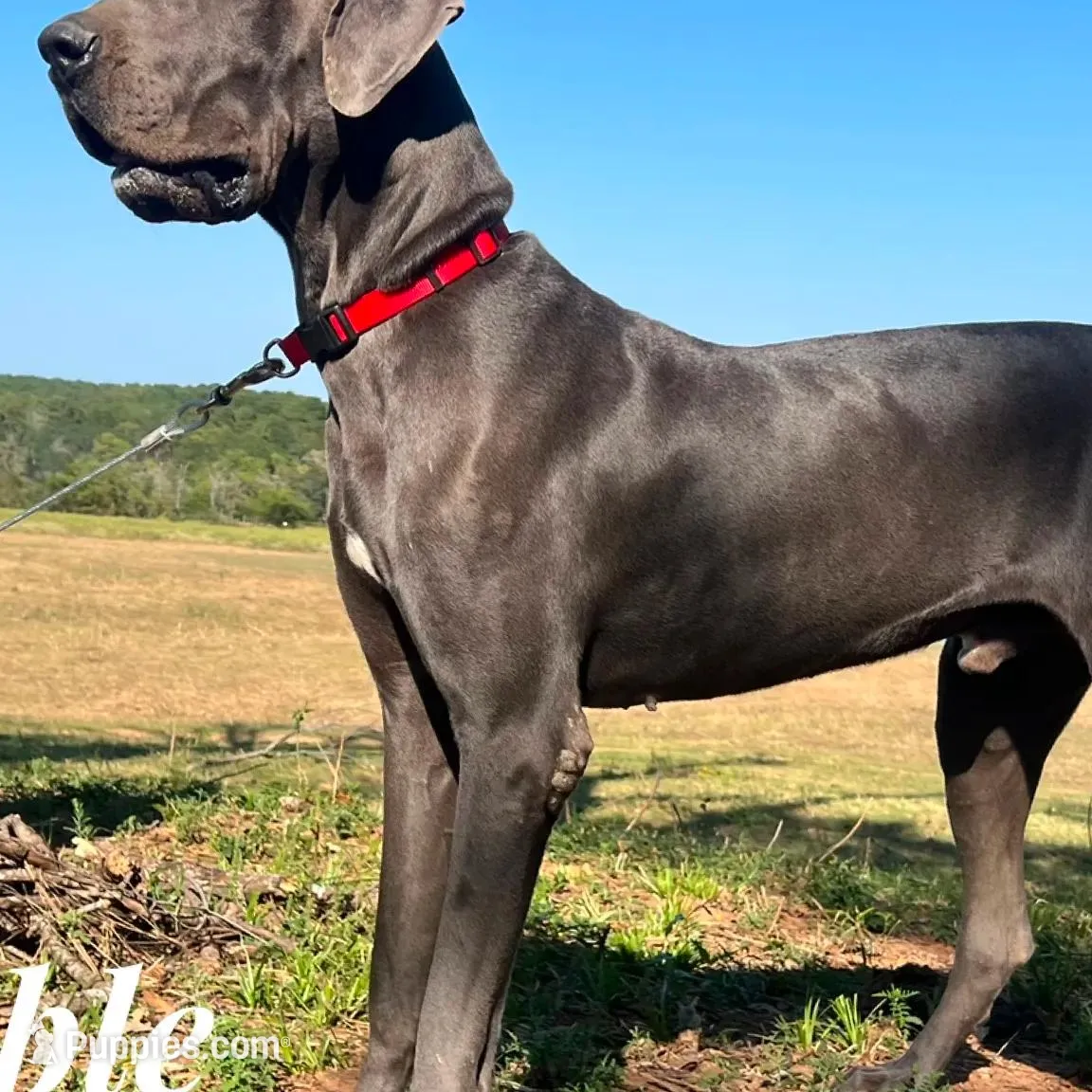 Euro Willis, a male Great Dane for sale in Dodge, TX – Photo 5 of 6