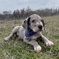 Euro Willis, a male Great Dane for sale in Dodge, TX – Photo 3 of 6