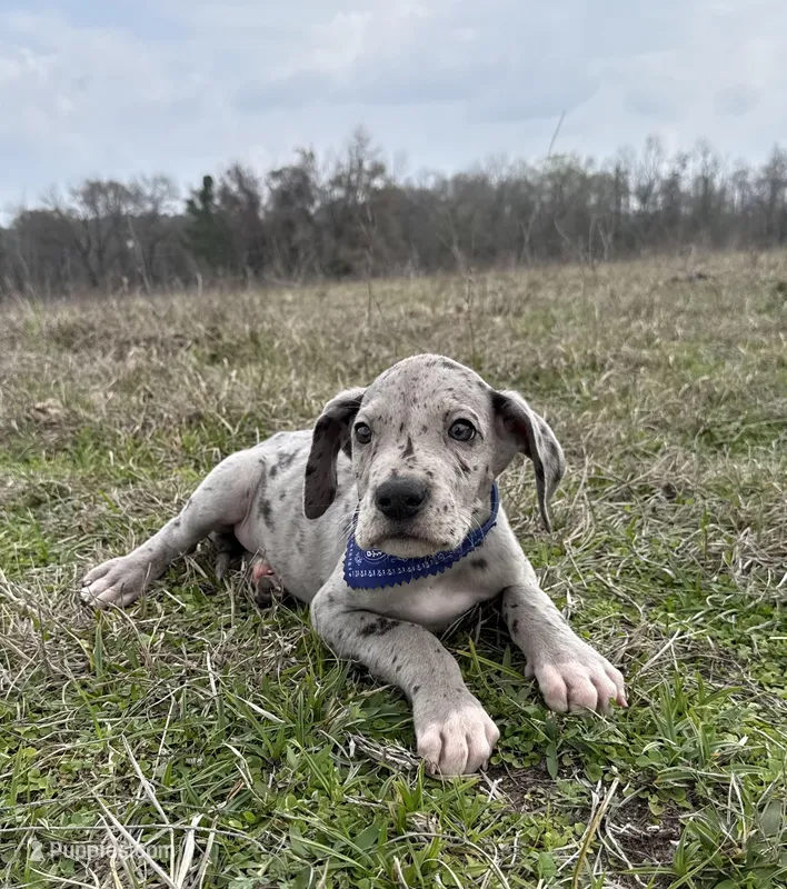 Euro Willis – Great Dane puppy for sale in Dodge, TX
