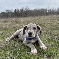 Euro Willis, a male Great Dane for sale in Dodge, TX – Photo 1 of 6
