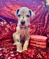 processed/d64b5ec7-e88d-4598-b2f7-3377fba6ac7a/listing/c5be80a7-d14f-401f-92d6-c1c0adb12574/cfc7f494-cbc1-4ffa-afb4-f0f1221cf008