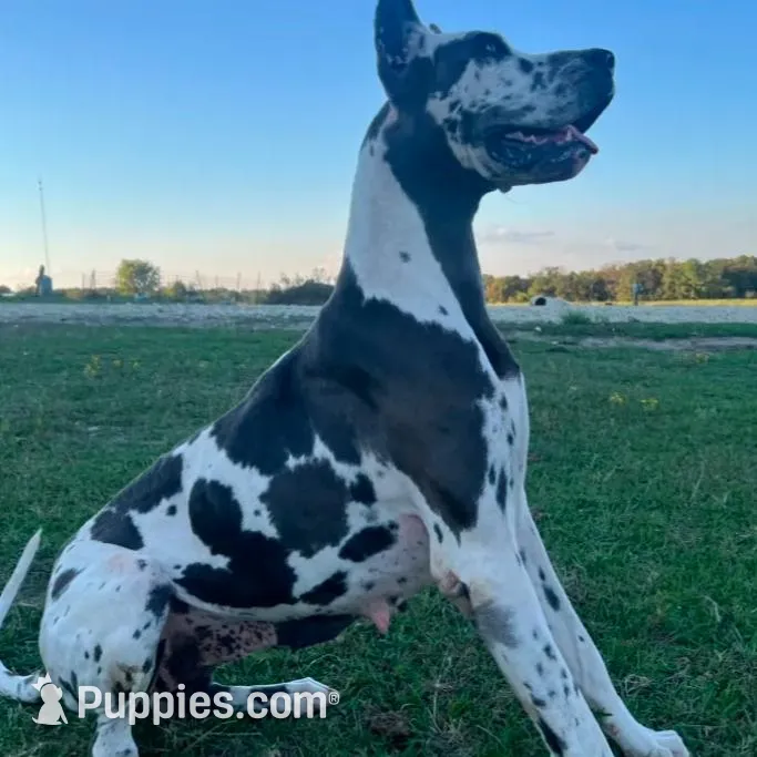 Euro Willis, a male Great Dane for sale in Dodge, TX – Photo 4 of 6