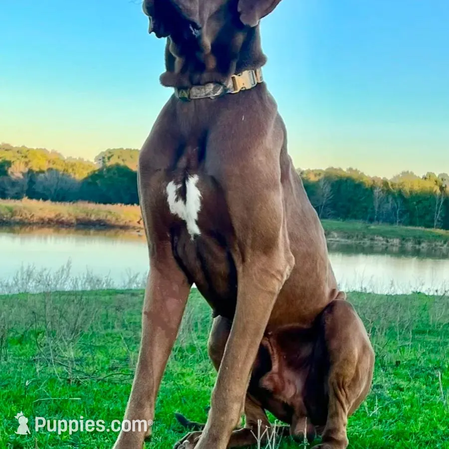 Euro Willis, a male Great Dane for sale in Dodge, TX – Photo 6 of 6