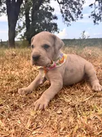 Euro Renata , a female Great Dane for sale in Dodge, TX – 1 of 9