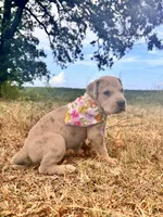 Euro Renata , a female Great Dane for sale in Dodge, TX – 5 of 9