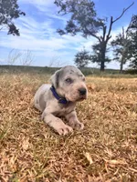 Euro Ridley , a male Great Dane for sale in Dodge, TX – 4 of 10