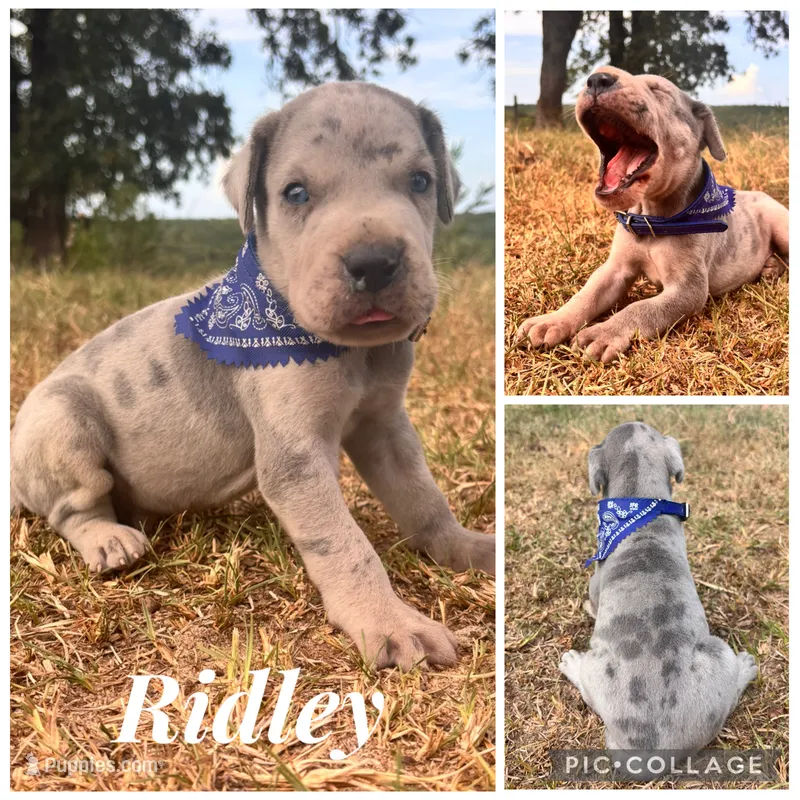 Euro Ridley  – Great Dane puppy for sale in Dodge, TX