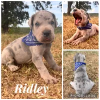 Euro Ridley , a male Great Dane for sale in Dodge, TX – 5 of 10