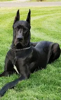 Sterling , a male Great Dane for sale in Dodge, TX – 9 of 10