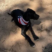 Euro Porter , a male Great Dane for sale in Dodge, TX – Photo 3 of 7