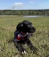 Euro Porter , a male Great Dane for sale in Dodge, TX – Photo 4 of 7