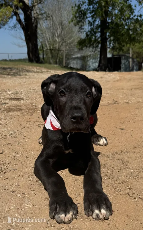Euro Porter  – Great Dane puppy for sale in Dodge, TX