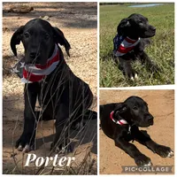 Euro Porter , a male Great Dane for sale in Dodge, TX – Photo 5 of 7
