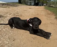 Euro Porter , a male Great Dane for sale in Dodge, TX – Photo 6 of 7