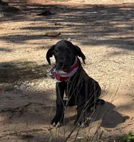 Euro Porter , a male Great Dane for sale in Dodge, TX – Photo 2 of 7