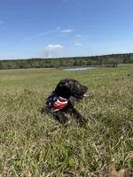 Euro Porter , a male Great Dane for sale in Dodge, TX – Photo 7 of 7