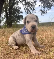 Euro Ridley , a male Great Dane for sale in Dodge, TX – 6 of 10