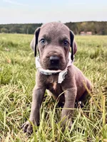 Sterling , a male Great Dane for sale in Dodge, TX – 4 of 10