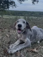 Euro Ridley , a male Great Dane for sale in Dodge, TX – 2 of 6