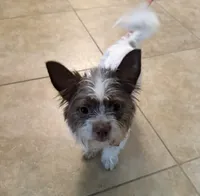 Stella, a female Jack Russell Terrier and Yorkshire Terrier for sale in Dodge, TX – 2 of 2