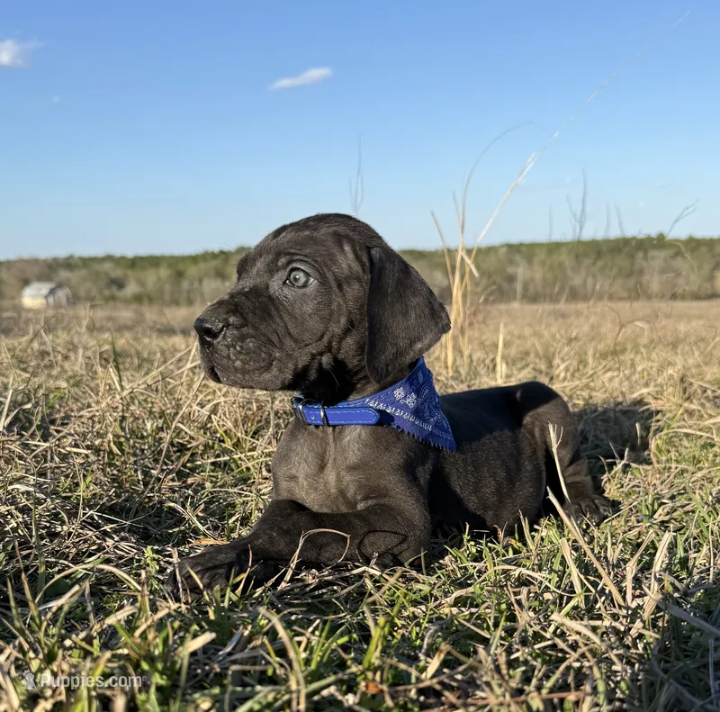 All Black Euro Alabama