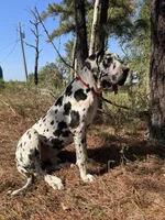 Litter for sale, a female Great Dane for sale in Dodge, TX – Photo 8 of 8
