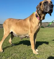 Litter for sale, a female Great Dane for sale in Dodge, TX – Photo 5 of 8