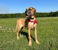 Litter for sale, a female Great Dane for sale in Dodge, TX – Photo 2 of 8