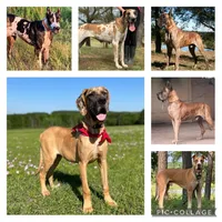Litter for sale, a female Great Dane for sale in Dodge, TX – Photo 3 of 8