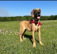 Litter for sale, a female Great Dane for sale in Dodge, TX – Photo 1 of 8