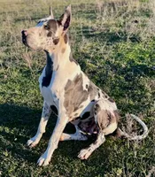 Euro Ridley , a male Great Dane for sale in Dodge, TX – 8 of 10