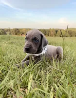 Sterling , a male Great Dane for sale in Dodge, TX – 3 of 10
