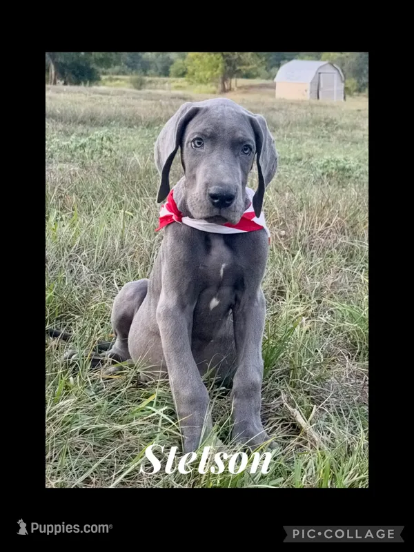 Sterling  – Great Dane puppy for sale in Dodge, TX