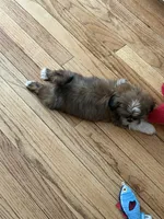 Lambo, a male Shih Tzu for sale in Chicago, IL – 2 of 3