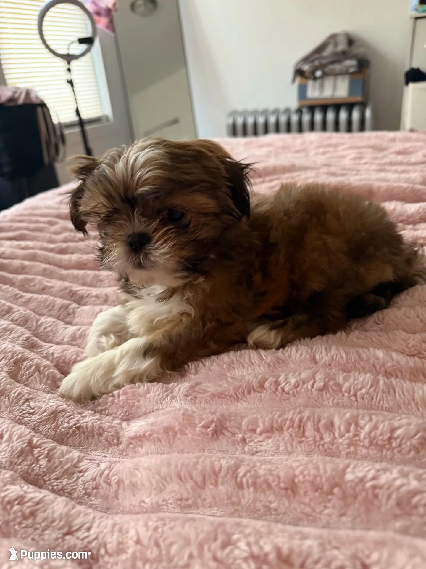 Lambo, a male Shih Tzu for sale in Chicago, IL – 1 of 3