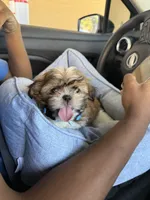 Lambo, a male Shih Tzu for sale in Chicago, IL – 3 of 3