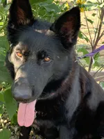 AKC Black F GSD, a female German Shepherd Dog for sale in Ignacio, CO – 2 of 3