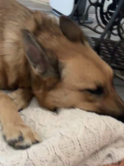 GSD Rescued, a male German Shepherd Dog for sale in Ignacio, CO – 2 of 4