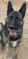 Dutch Shepherd/German Shepherd, a male German Shepherd Dog and Dutch Shepherd for sale in Ignacio, CO – 3 of 9