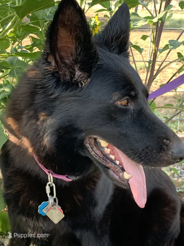 AKC Black F GSD – German Shepherd Dog puppy for sale in Ignacio, CO