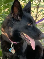 AKC Black F GSD, a female German Shepherd Dog for sale in Ignacio, CO – 1 of 3