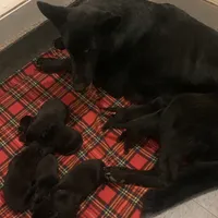 AKC Black M, a  German Shepherd Dog for sale in Ignacio, CO – 1 of 1