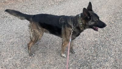 Dutch Shepherd/German Shepherd, a male German Shepherd Dog and Dutch Shepherd for sale in Ignacio, CO – 7 of 9