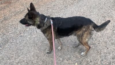 Dutch Shepherd/German Shepherd, a male German Shepherd Dog and Dutch Shepherd for sale in Ignacio, CO – 9 of 9