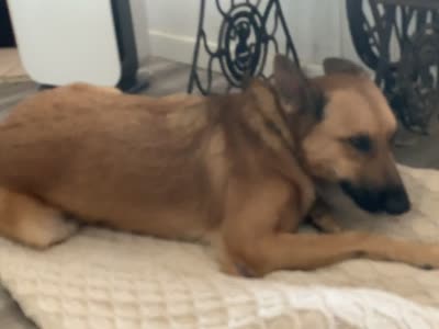 GSD Rescued, a male German Shepherd Dog for sale in Ignacio, CO – 4 of 4