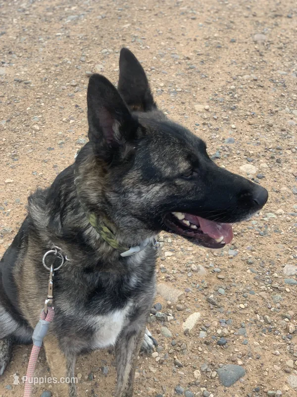 Dutch Shepherd/German Shepherd – German Shepherd Dog, Dutch Shepherd puppy for sale in Ignacio, CO